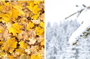 Picture leaf removal snow plow removal service company hickory nc